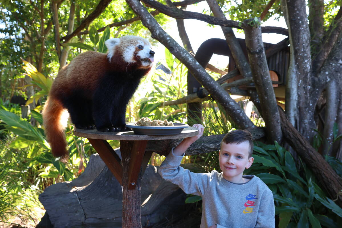 Alex, a nine-year-old boy, stands closely to a red panda, which is perched up on a wooden pillar with a food plate near its feet. Alex rests his right hand on the pillar and smiles at the camera.
