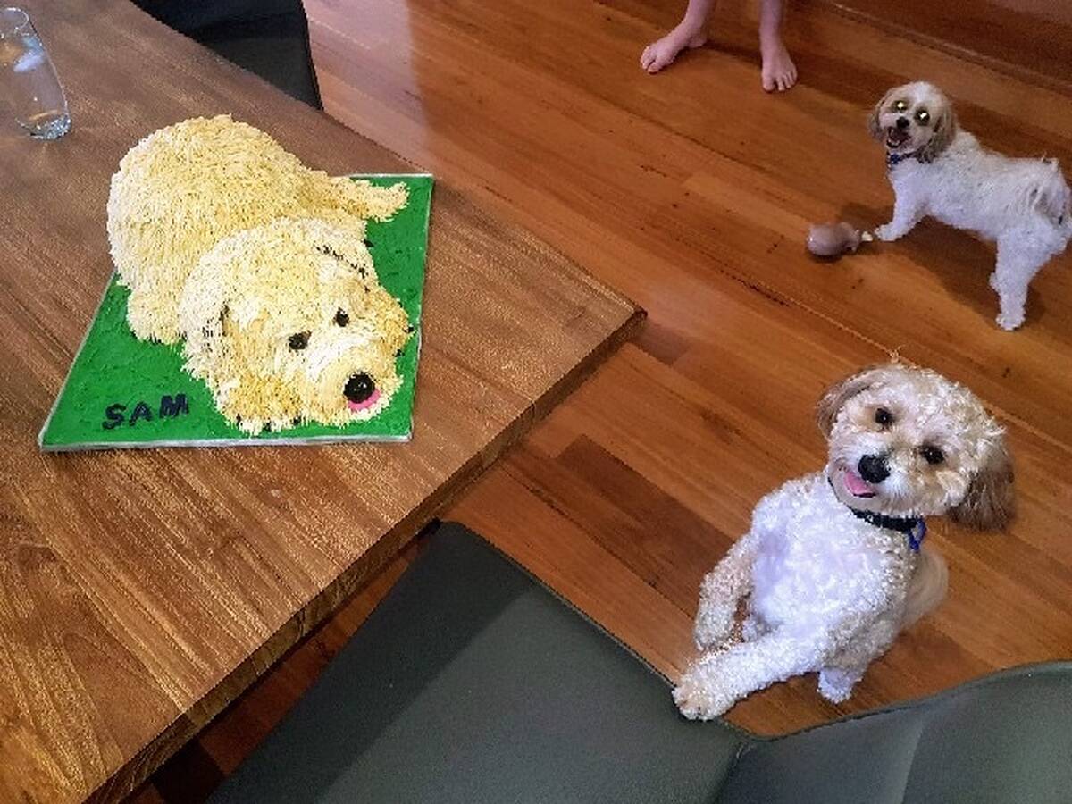Cake decorated as Samuel's dog
