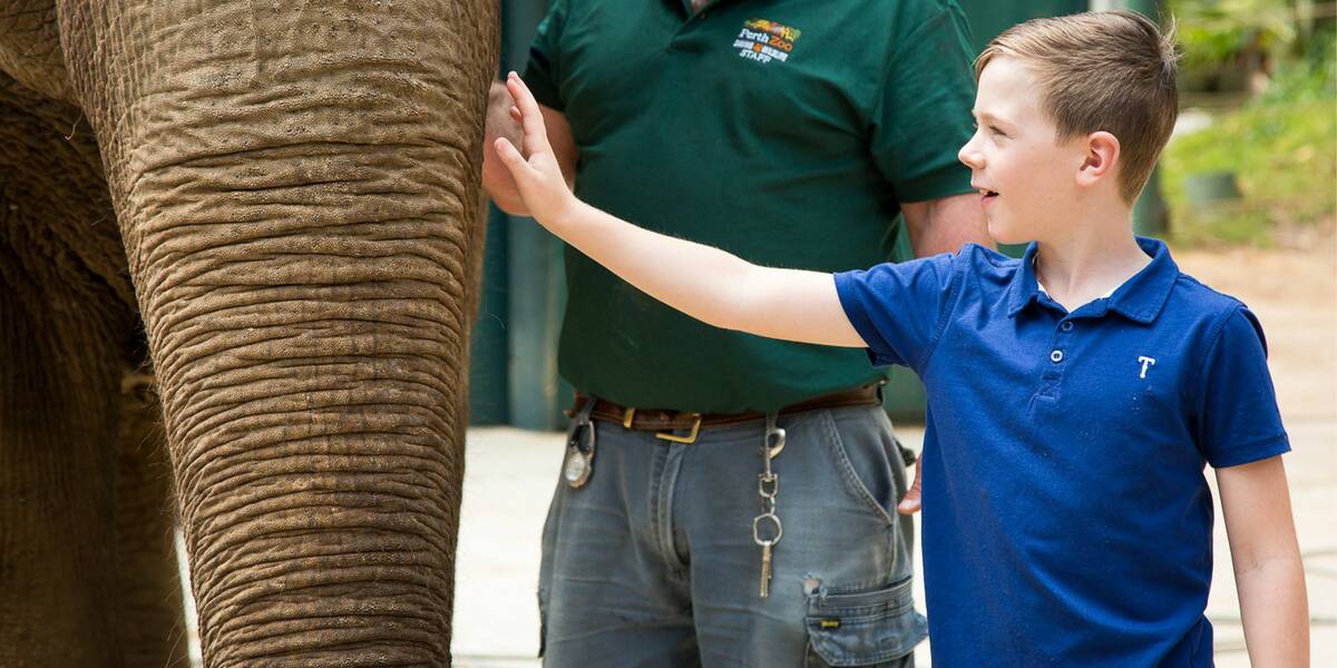 Henry in awe as he reaches out to pat an elephants trunk